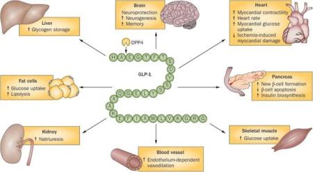 facts, fedme, glp-1, insulin, obesity, sundhed, workouts