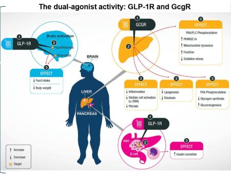 facts, fedme, glp-1, insulin, obesity, sundhed, workouts